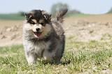 CHIEN FINNOIS DE LAPONIE 579